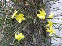 P1020418Winterjasmin.webp
