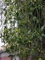 P1020424 Mistel.webp