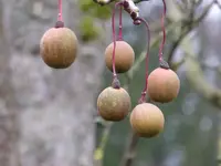 P1020434Sames des Taschentuchbaumes.webp