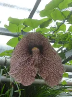 P1020442 Riesen Pfeifenblume.webp