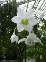 P1020444 Amazonaslilie.webp