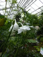 P1020445 Amazonaslilie.webp