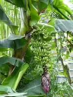 P1020449 Banane.webp