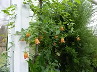 P1020452 Kanarenglockenblume.webp