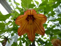 P1020453 Kanarenglockenblume.webp