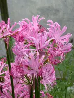 P1020454 Kräuselblume Nerine.webp