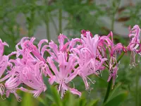 P1020456 Kräuselblume Nerine.webp