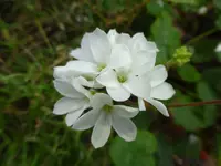 P1020457 Pelargonium cotyledonis.webp