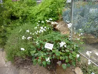 P1020459 Pelargonium cotyledonis.webp