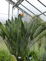 P1020461 Strelitzie.webp