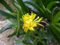 P1020463 Glottiphyllum depressum.webp