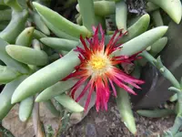 P1020465 Astridia longifolia.webp
