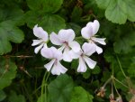 P1020467 Frauenmantelblättrige Pelargonie.jpg