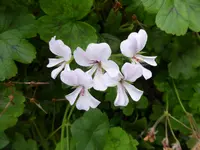 P1020467 Frauenmantelblättrige Pelargonie.webp