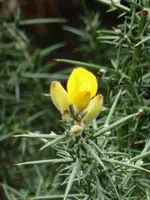P1020470 Stechginster.webp