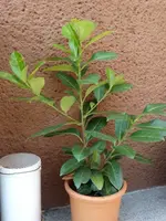 DSC08246.webp