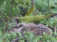 Kalb.webp
