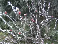 BILD6127.webp