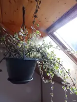 Weihrauchpflanze1.webp