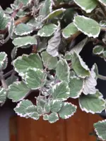 Weihrauchpflanze2.webp
