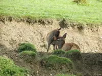 Mama mit Kalb.webp