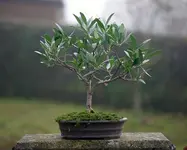 Olea_13.12.16.webp