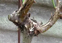 IMG_7158_LI.webp