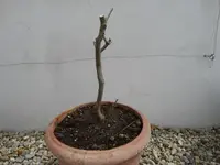 DSC01275.webp