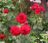 IMG_6525-001 (2).webp