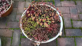 161021 neue Herbstschüssel.webp
