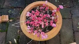 161021 Herbstfarben Sedum.webp