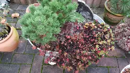 161021 Herbst Wännchen.webp