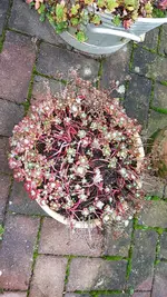 161021  Herbstschüssel neu.webp
