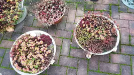 161021  Kübelgarten neu.webp