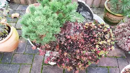 161021 Herbst Wännchen.webp