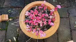 161021 Herbstfarben Sedum.webp