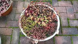 161021 neue Herbstschüssel.webp