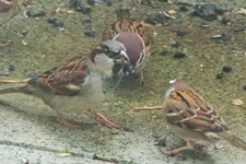 DSCF8221 (2).webp