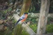 DSCF8043 (2).webp