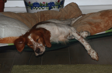 Estrella knackered_900.webp
