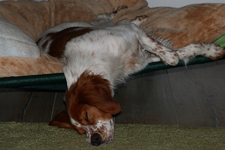 Estrella_sleeping pose_900.webp