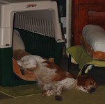 Estrella_crate training_800.webp