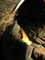 002_600x800.webp