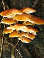 003_600x800.webp