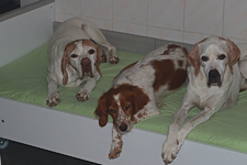new dog-bed2_900.webp