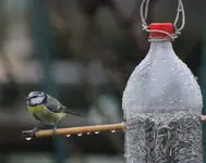 Blaumeise ganz naß - Kopie.webp
