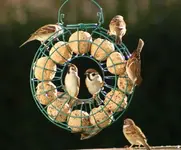 spatzen im Ring.webp