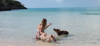 Bahamas Schweineinsel.webp