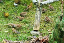 DSCF8237 (2).webp