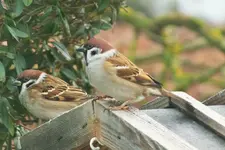 DSCF8239 (2).webp